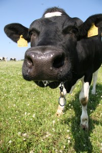 Spetsialistid selgitavad raamatus, kuidas söötmist kõige paremini optimeerida ja leida oma karjale sobivaim söötmismeetod.