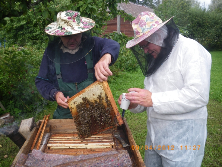 EL mesilasperede terviseuuringute projekti raames 2012. a sügisel mesilate külastamisest mesilasperede tervisliku seisukorra hindamiseks tarudest proovide võtmine mesilashaiguste avastamiseks. Foto: 