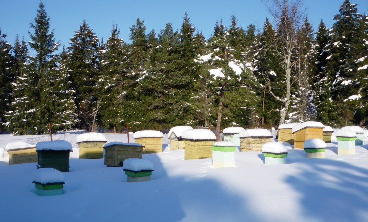 Mesitarud. Foto: Arvi Raie