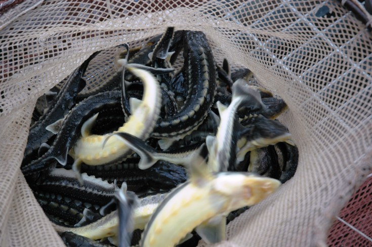 Eestis kasvatatud tuurapojad. Foto: kalamajandusosakond