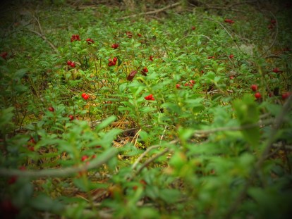 Toitlustaja võib julgelt kasutada kasvataja otse müüdud või kingitud puu- ja köögivilju ning marju. Sama kehtib metsamarjade ja seente kohta. Foto: Karit Kaasik