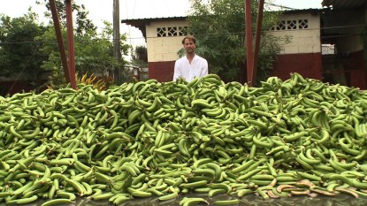 Ühe Ecuadori istanduse ühe päeva koristuse väljapraak. Autor: Tristram Stuart, toiduraiskamise vastane aktivist http://www.tristramstuart.co.uk/