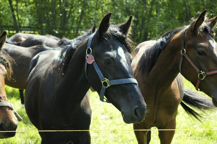 Maaelu arengukava 2014-2020 raames on plaanis jätkata hobumajanduse toetamist ohustatud tõugu looma pidamise ning loomade heaolu toetuse raames. 