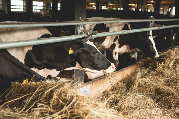 Vabapidamislaut ja piimalehmad