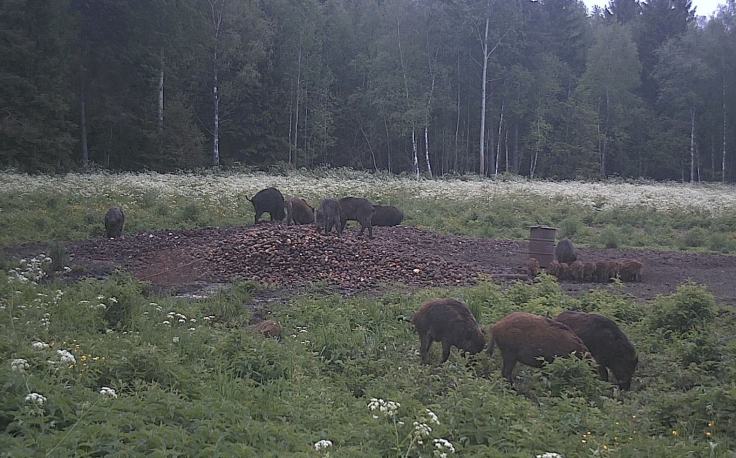 Surnud sigade leidudest teavitamine on äärmiselt oluline, et jälgida taudi leviku ulatust.