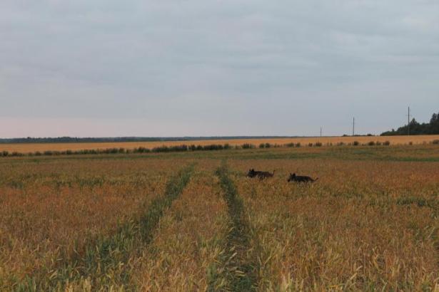 Foto: Heidi Salujõe. Allikas: Looduskalender, Aasta looma fotovõistlus 2015
