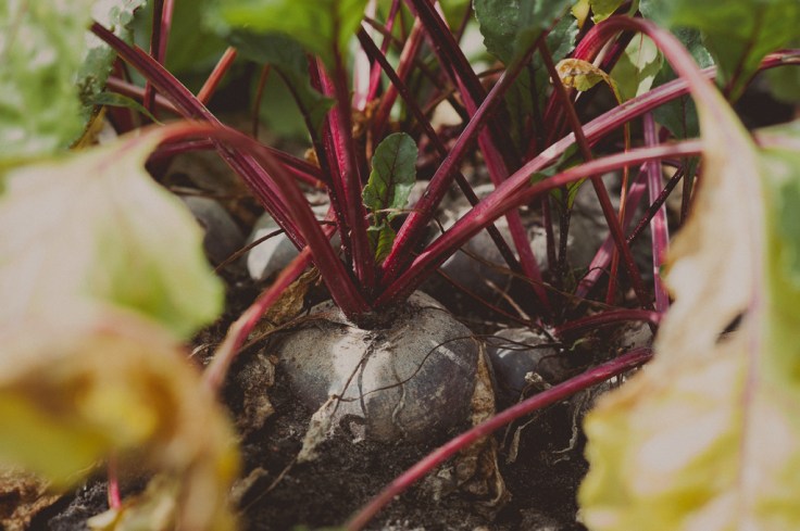 sagro-200_KatrinPress