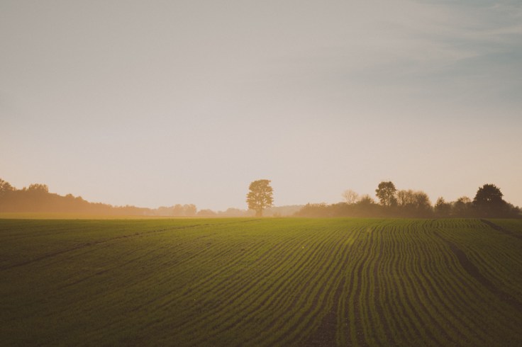 kartuli_KatrinPress-1