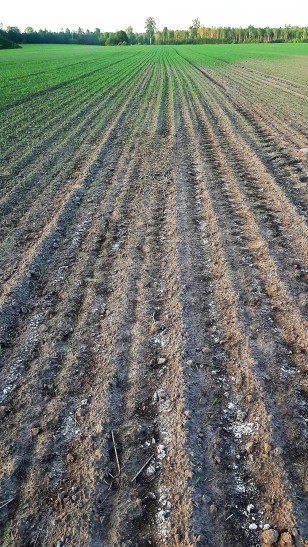 Kahjustunud odrapõld