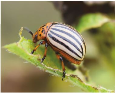 Kartulimardikas.ETKI