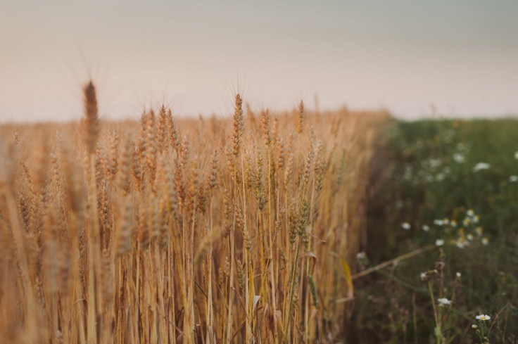 PMvili1-141 Katrin Press