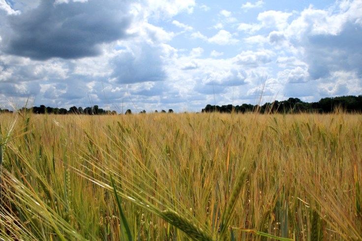 Viljandimaa_MeelisViht