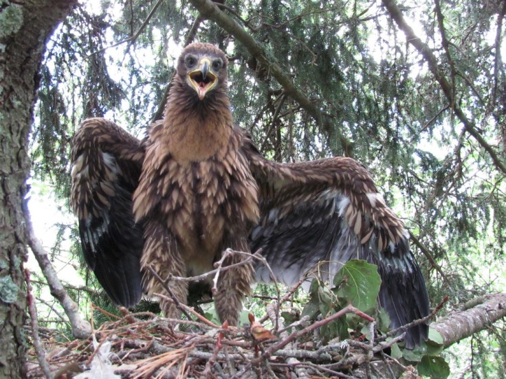 konnakotka poeg_Renno Nellis