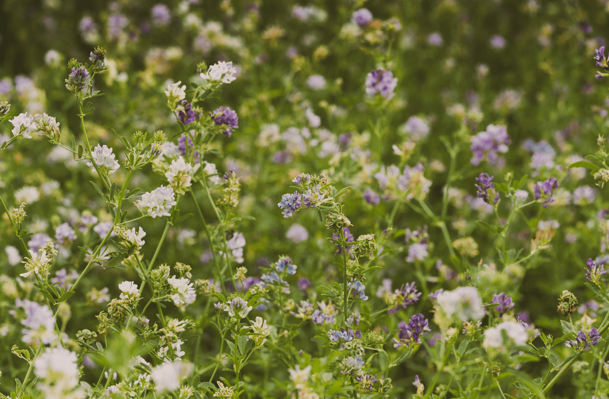 Õitsvad taimed heinamaal.