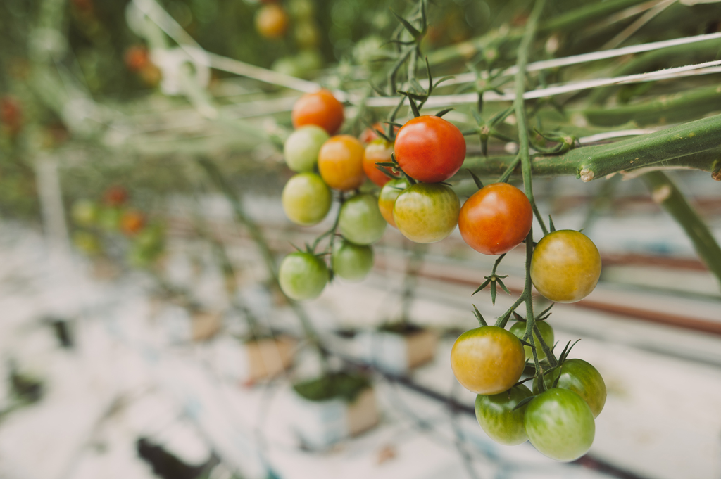 Kuhu istutada, kui tihti kasta, kuidas väetada ja kasvatada tomateid. Loe