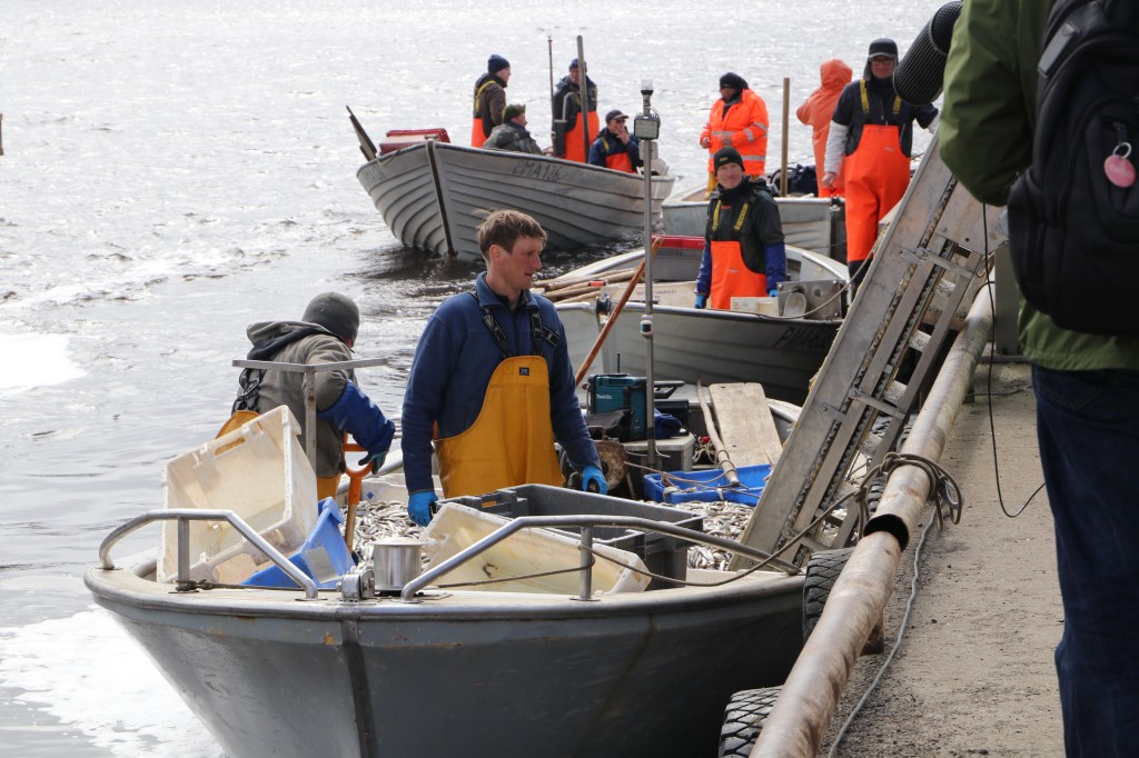 Kalurid saagiga paadis kai ääres. Foto: Triin Heinaste