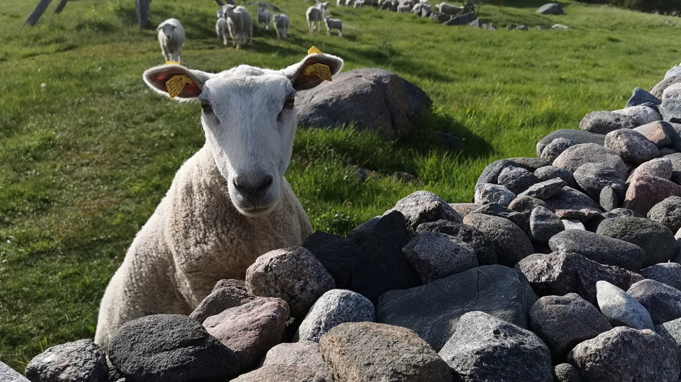 Kiviajale nõjatuv lammas uudistamas kaamerat