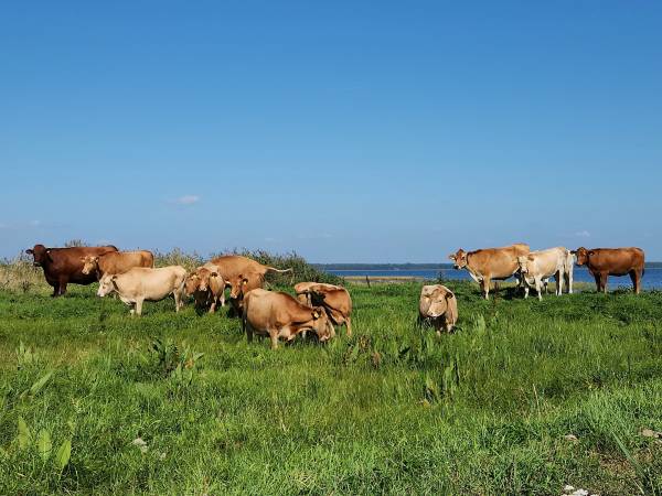 Veised rannakarjamaal