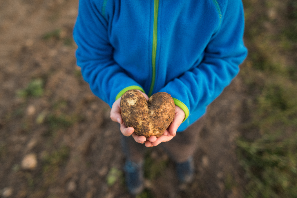 Põllul seisev laps hoidmas käes südamekujulist kartulit