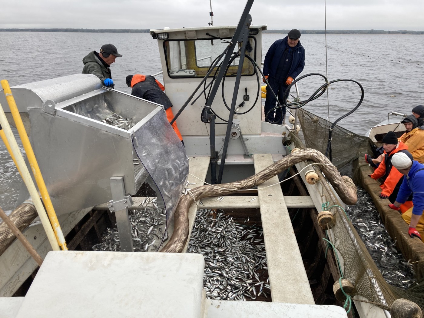 Kevadine räimepüük Pärnu lahes kutseliste kaluritega