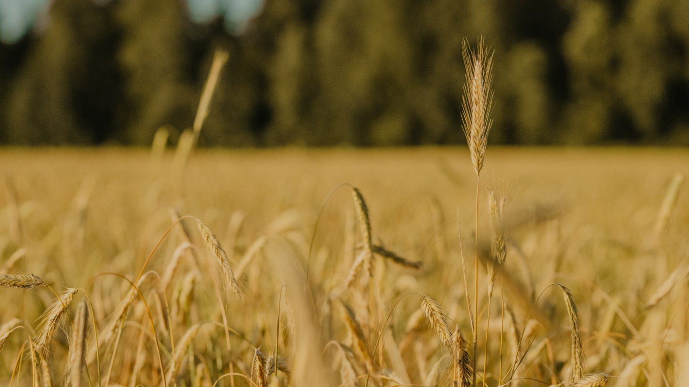 Valmiv rukkipõld. Foto: Liina Laurikainen-Päri