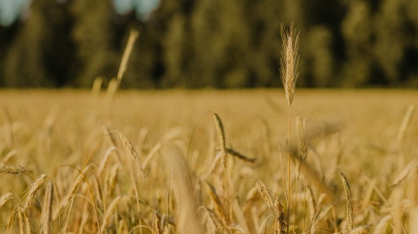 Valmiv rukkipõld. Foto: Liina Laurikainen-Päri