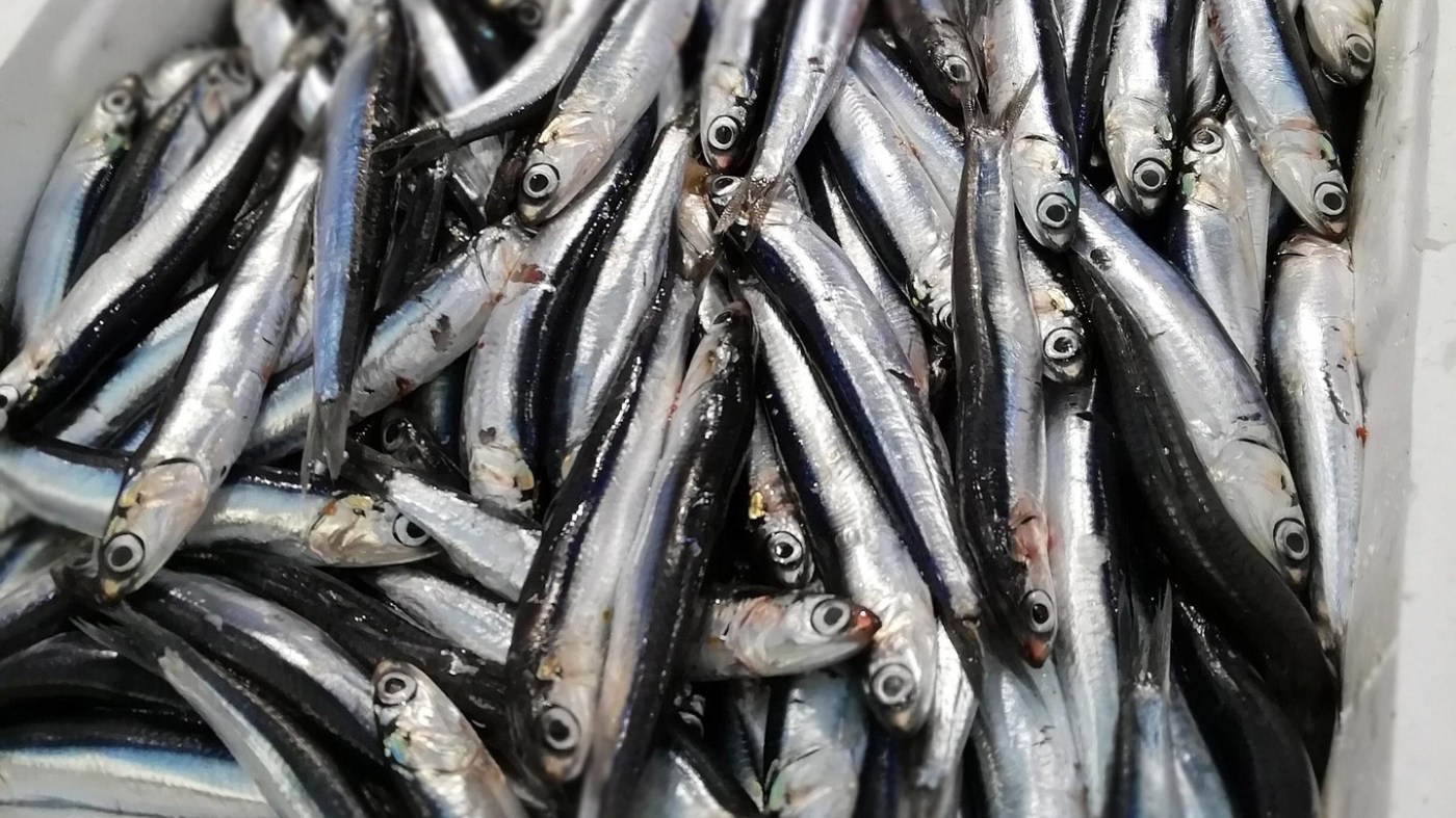 Värskelt püütud anšoovised