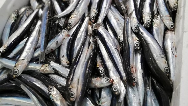 Värskelt püütud anšoovised