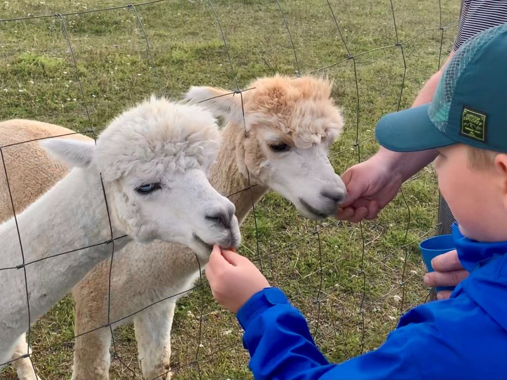 Lapsed toitmas alpakasid.